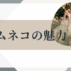 フェムネコの魅力